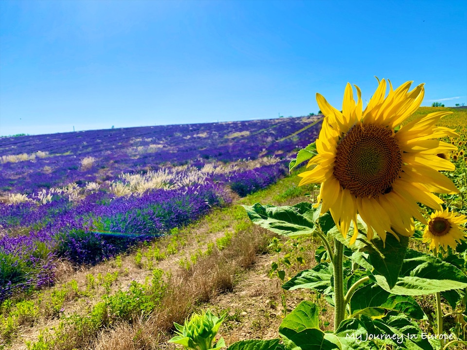 普羅旺斯薰衣草 Valensole 拍照打卡景點攻略 南法自由行 法國 南法普羅旺斯薰衣草 和向日葵田 Valensole