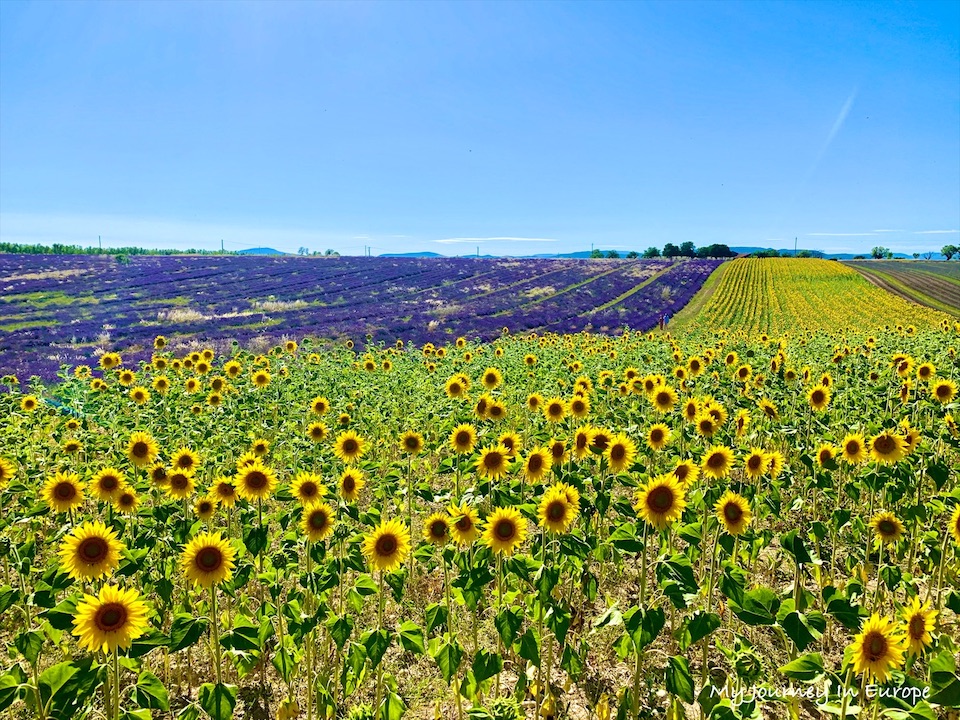 普羅旺斯薰衣草 Valensole 拍照打卡景點攻略 南法自由行 法國 南法旅遊 普羅旺斯向日葵田 Valensole
