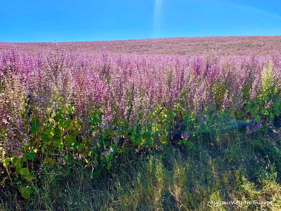 普羅旺斯薰衣草 Valensole 拍照打卡景點攻略 南法自由行 法國普羅旺斯 南法薰衣草 Valensole