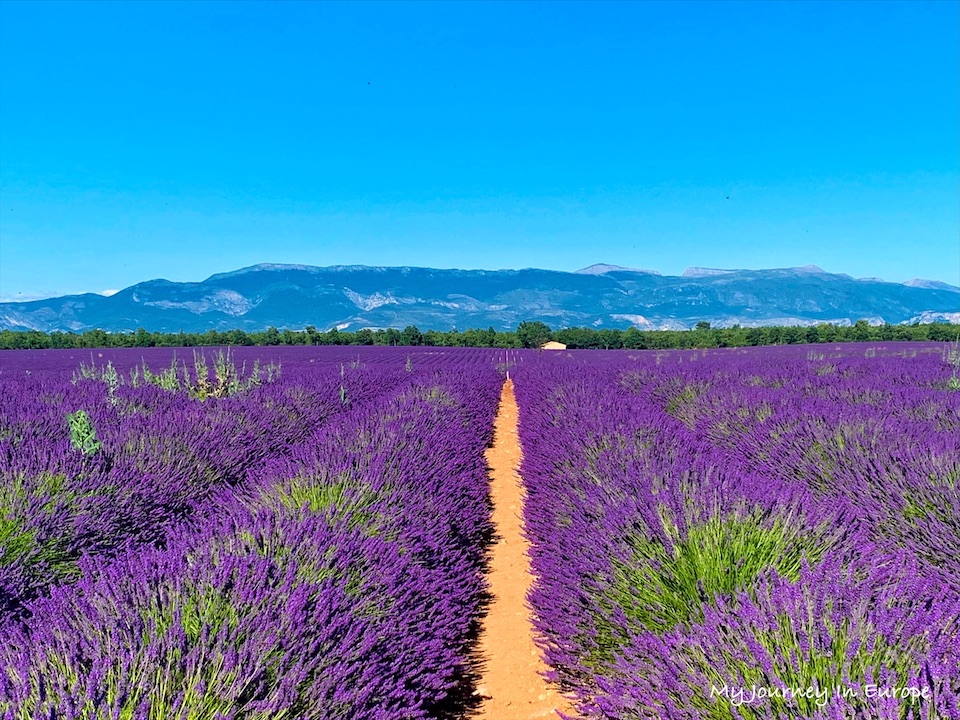 普羅旺斯薰衣草 Valensole 拍照打卡景點攻略 南法自由行 法國 南法旅遊 普羅旺斯薰衣草 Valensole 行程推薦