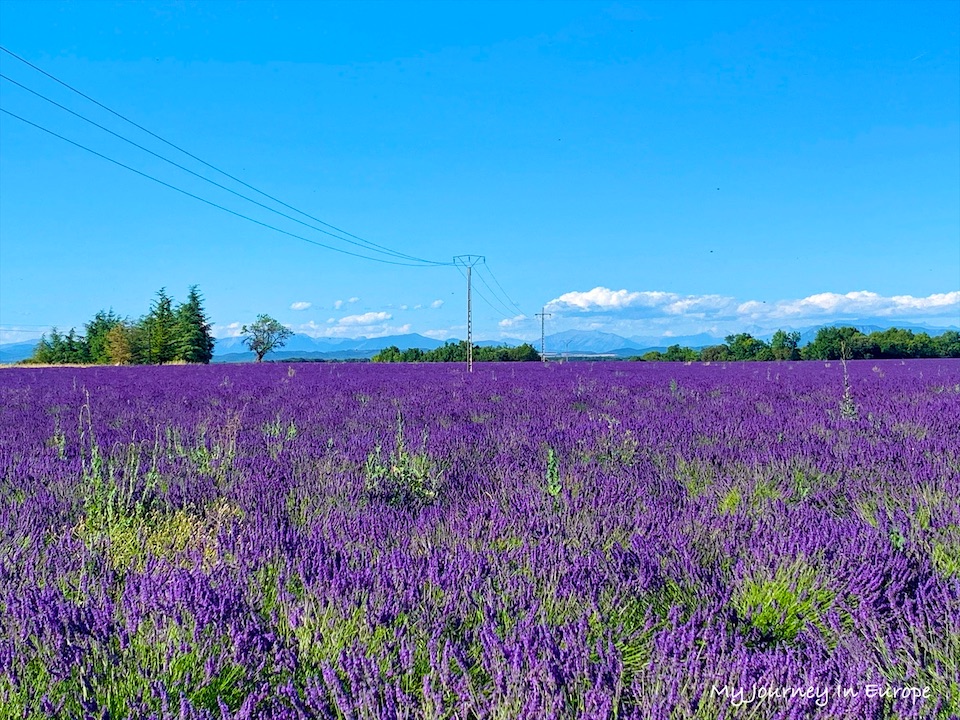 普羅旺斯薰衣草 Valensole 拍照打卡景點攻略 南法自由行 法國 南法自由行 普羅旺斯薰衣草 Valensole