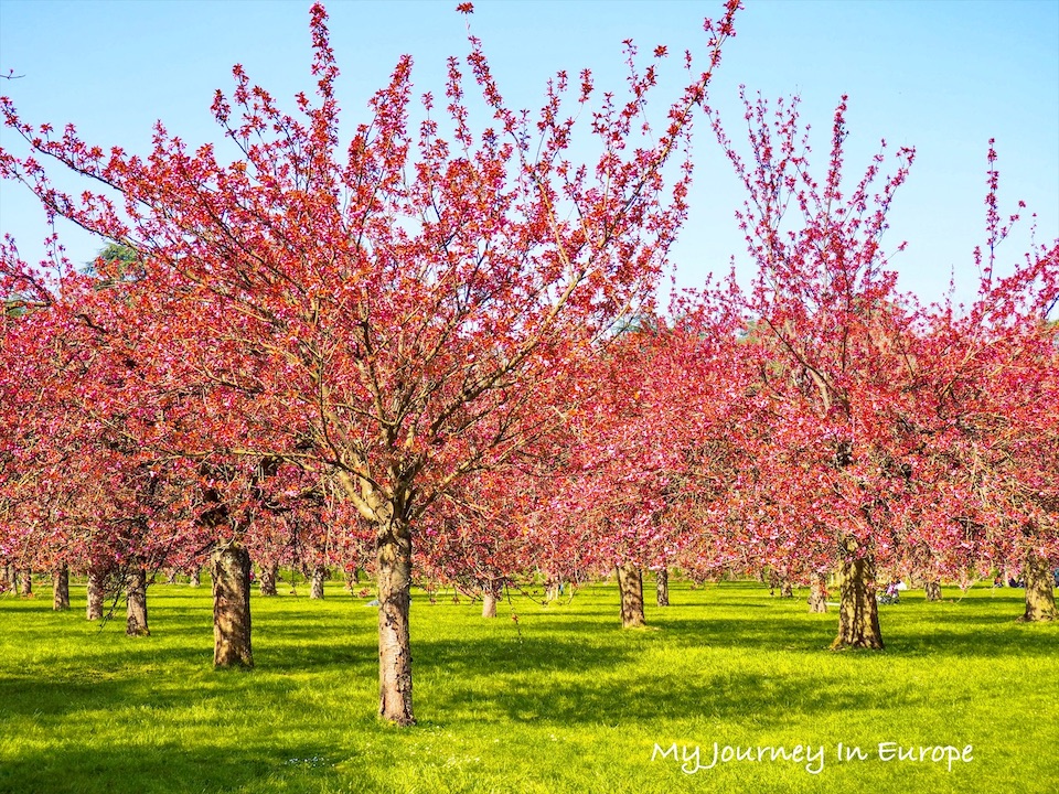 巴黎賞櫻地點懶人包 | 春天,在巴黎和櫻花談一場戀愛吧 國璽公園 Parc de Sceaux 巴黎櫻花季,最佳賞櫻公園推薦