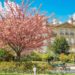 巴黎賞櫻公園 | 蒙梭公園 Parc Monceau,巴黎人的休閒去處 巴黎賞櫻公園 蒙梭公園 Parc Monceau 粉色櫻花