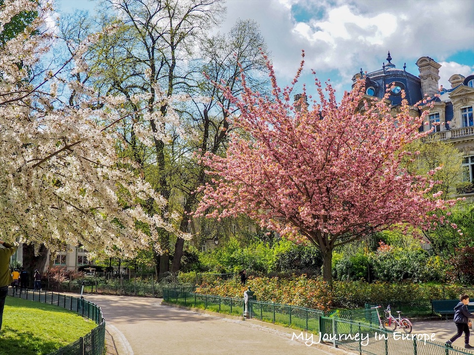 巴黎賞櫻公園 | 蒙梭公園 Parc Monceau,巴黎人的休閒去處 巴黎賞櫻公園 蒙梭公園 Parc Monceau 櫻花樹