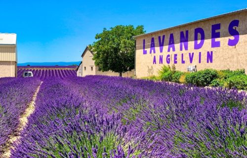 法國 南法普羅旺斯薰衣草 lavandes angelvin 旅行在歐洲
