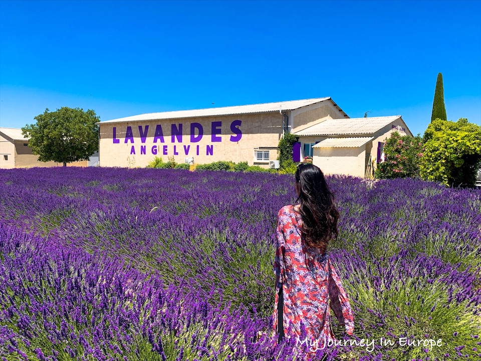 南法薰衣草 Lavandes Angelvin 普羅旺斯薰衣草專賣店 南法薰衣草 Lavandes Angelvin 紫色薰衣草田