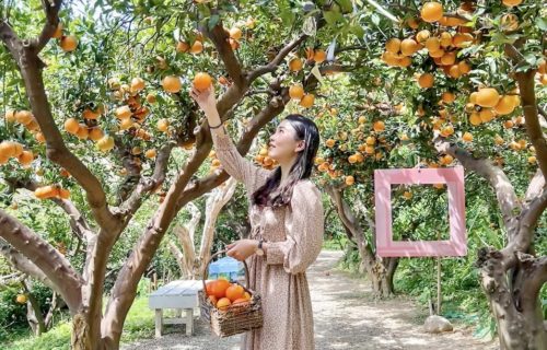 苗栗橙香森林採橘子