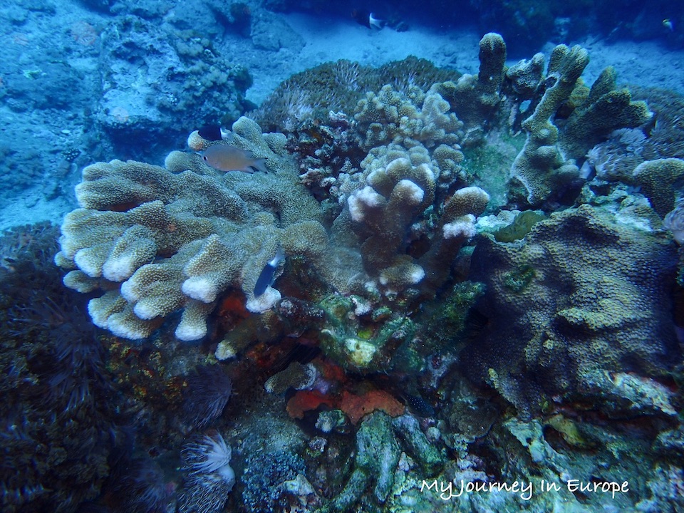 綠島潛水 、浮潛體驗,在世界最深的海底郵筒寄出愛的明信片 綠島浮潛