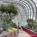 花穹 Flower Dome 新加坡濱海灣花園必去超美冷室 新加坡 花穹 Flower Dome