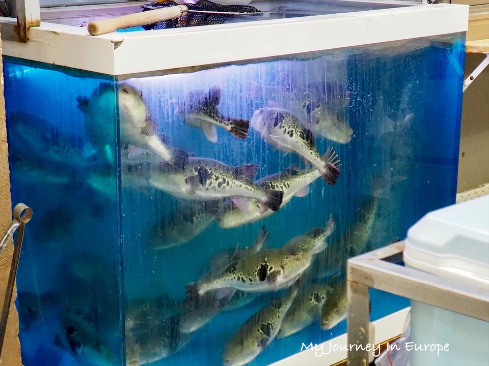 黑門市場 | 日本大阪美食之旅,大啖鰻魚、河豚、扇貝 日本河豚