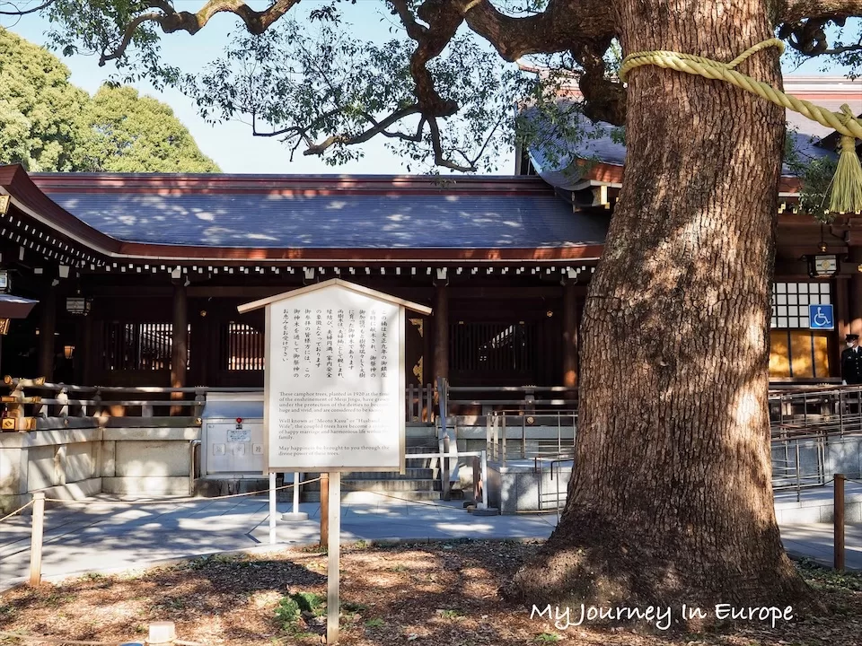 明治神宮 | 日本東京必去景點,森林裡的神宮,交通、參觀攻略介紹 明治神宮神木 夫婦楠