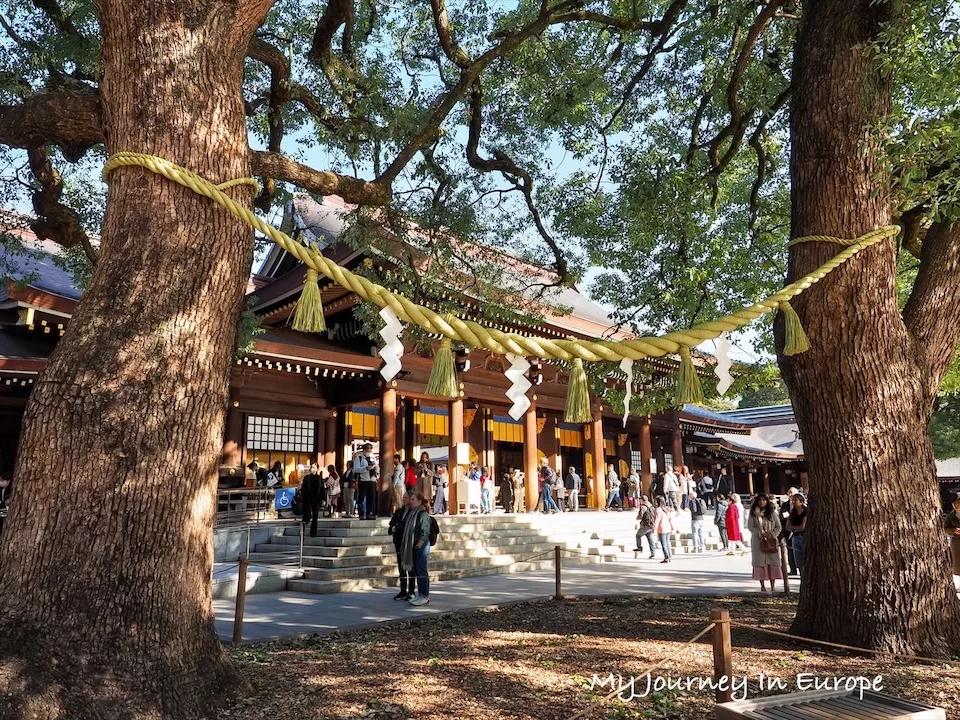 明治神宮 | 日本東京必去景點,森林裡的神宮,交通、參觀攻略介紹 夫婦楠