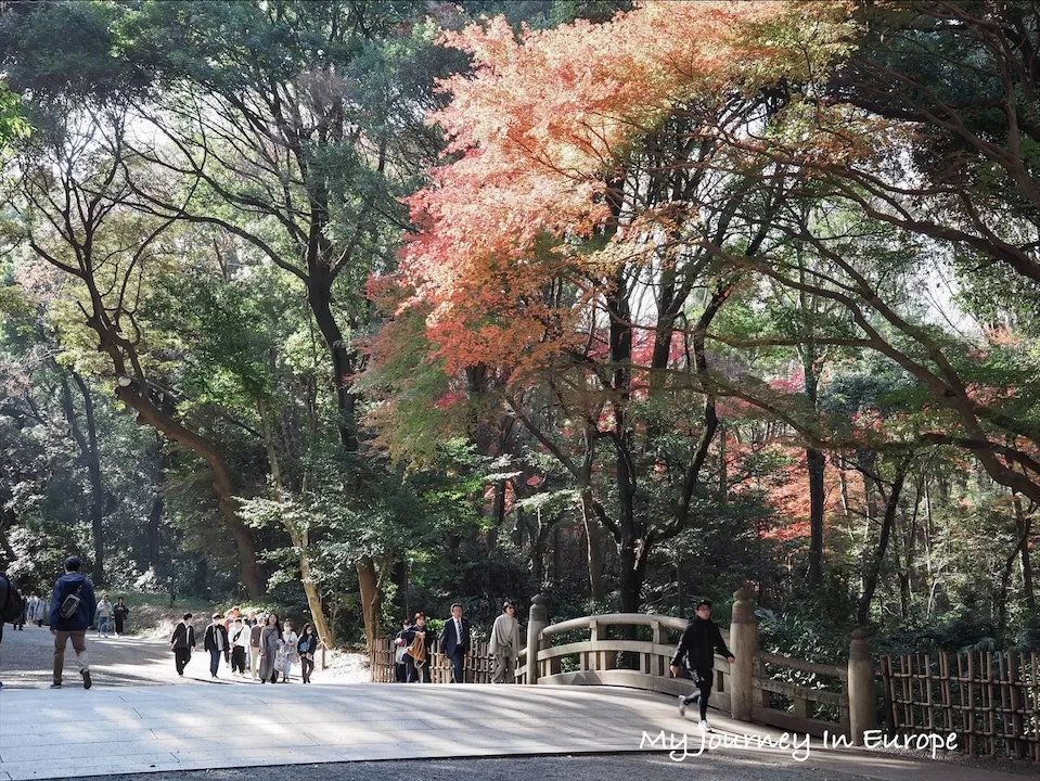 明治神宮 | 日本東京必去景點,森林裡的神宮,交通、參觀攻略介紹 明治神宮森林